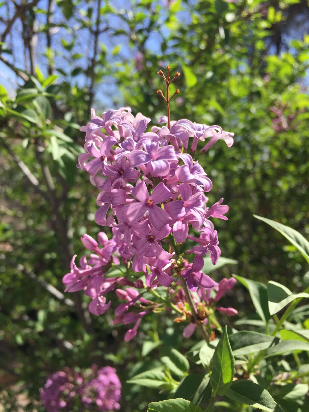 Lilac bloom on the 2022 home garden tour
